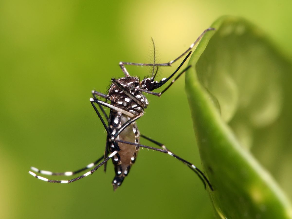 Aedes aegypti mosquito, which transmits dengue fever.