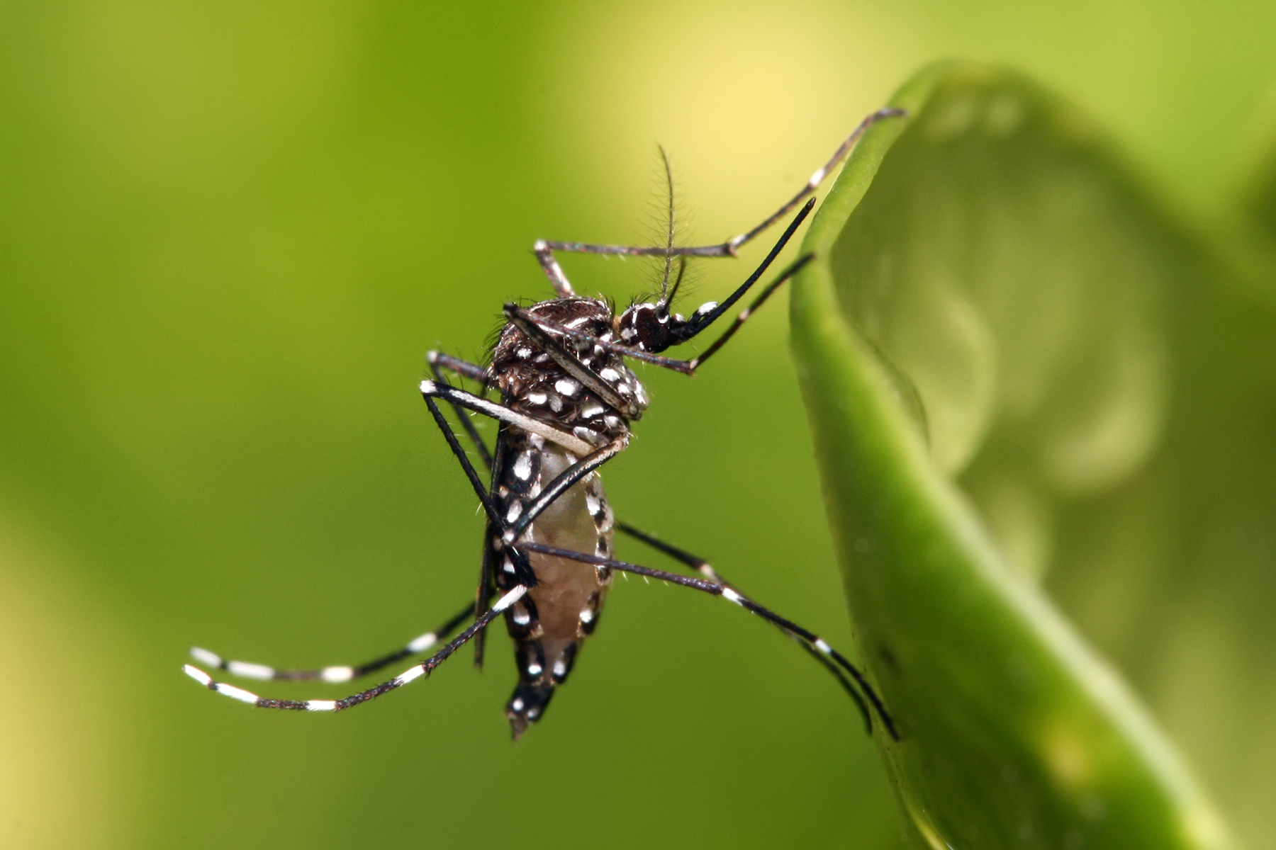 Photo of Aedes aegypti mosquito, which transmits dengue fever.