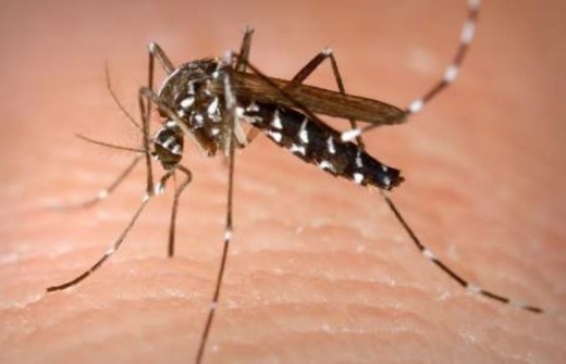 Chikungunya in Marathi information