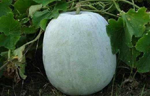 Dr Satish Upalkar's article about health benefits of Ash Gourd in Marathi.