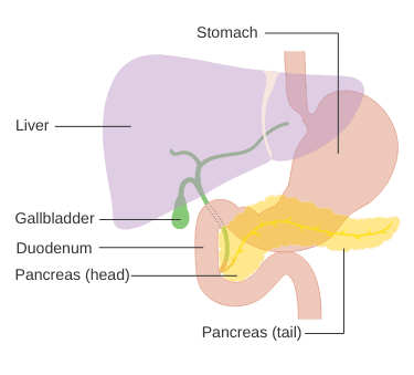 Pancreas Meaning & functions in Marathi article by Dr Satish Upalkar.